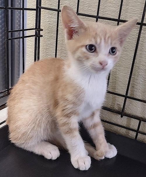 Yarrow, an adoptable Domestic Short Hair in Albemarle, NC