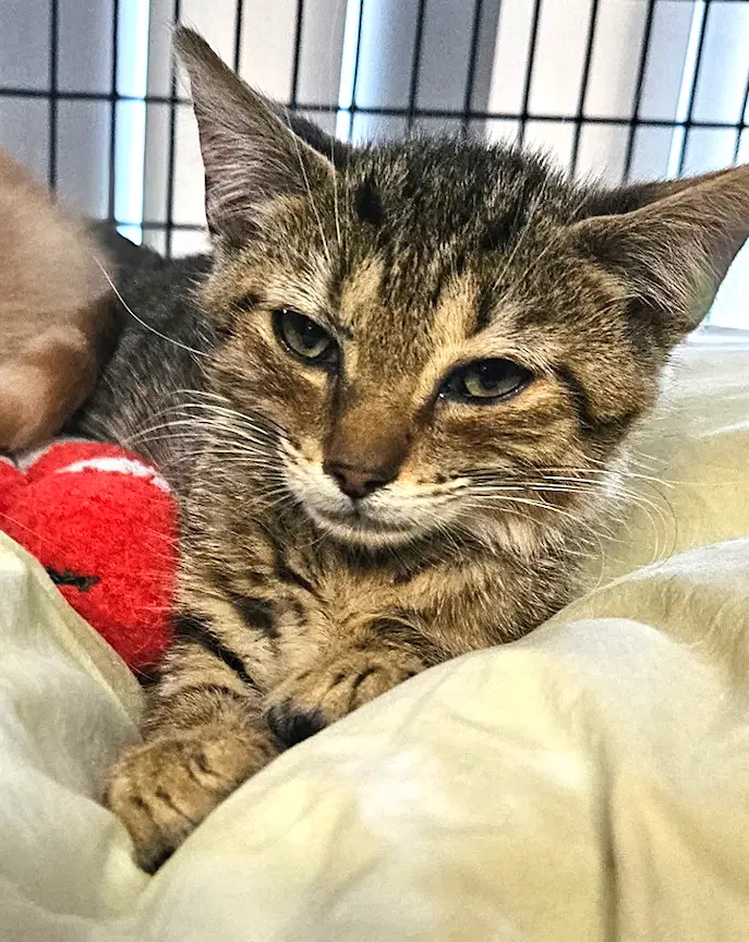 Coolidge - Domestic Short Hair