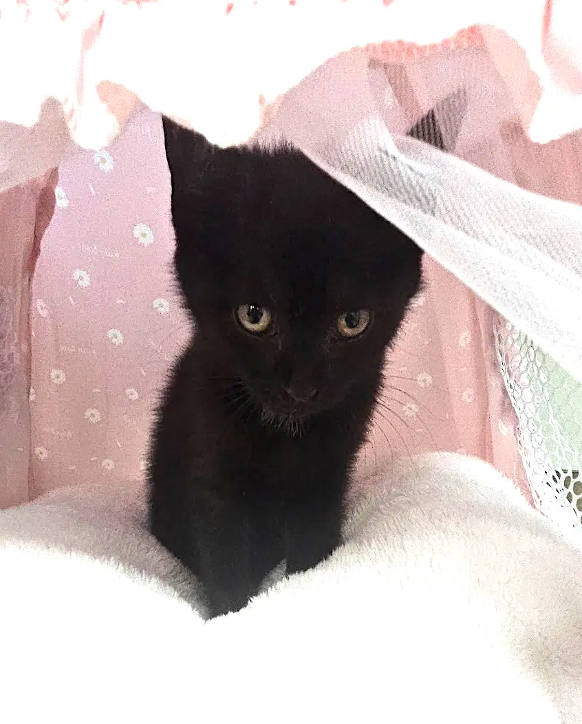 Zelda - Domestic Short Hair