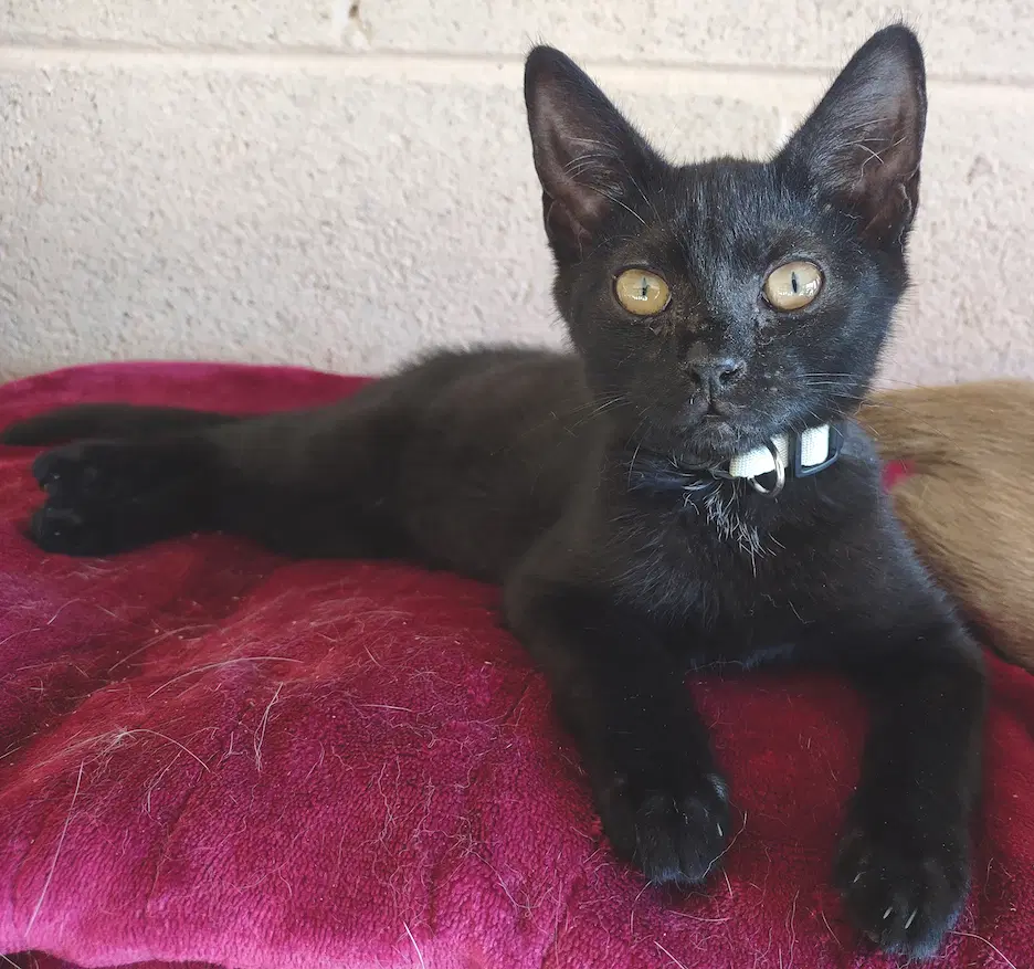 Zelda - Domestic Short Hair