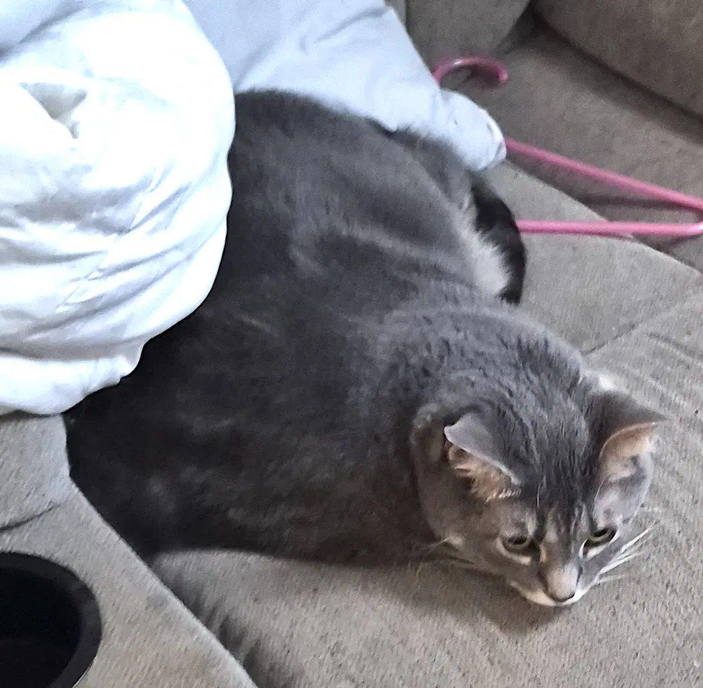 Gizmo - Domestic Short Hair