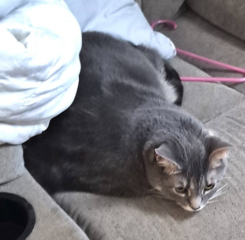 Gizmo, a cat for adoption from Stanly County Humane Society, Inc