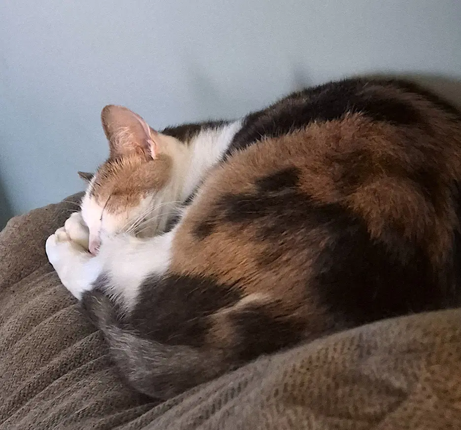 Spunky - Domestic Short Hair