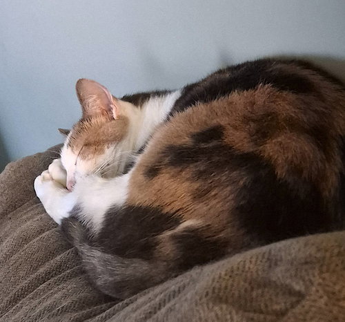 picture of the cat needing adoption