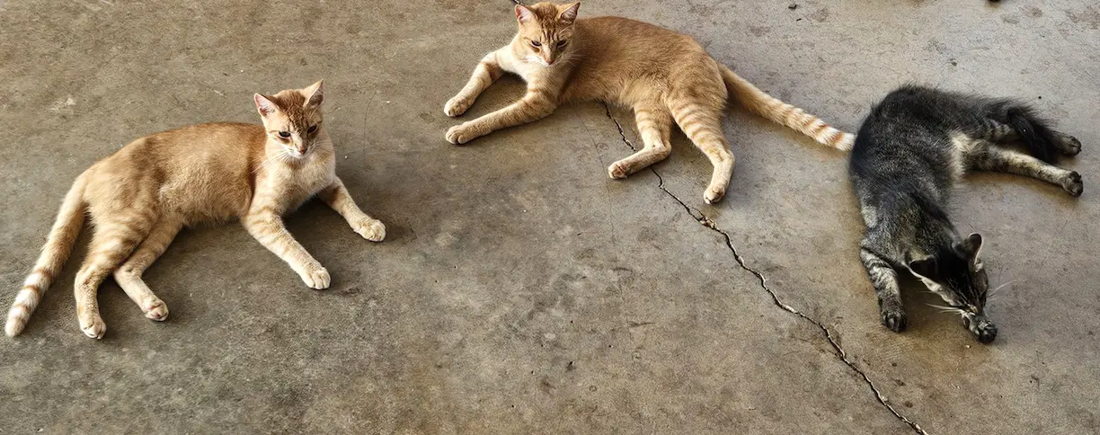 Jenny Jb And Jd - Domestic Short Hair