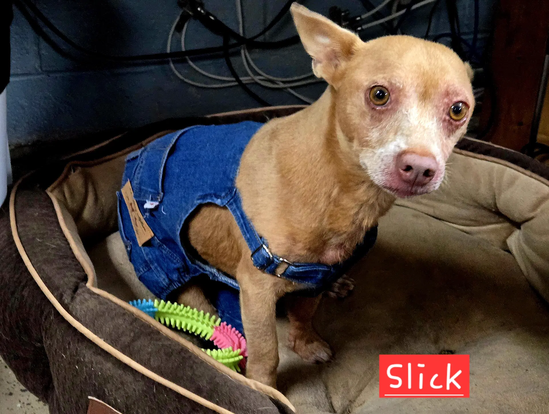 Slick - Chihuahua