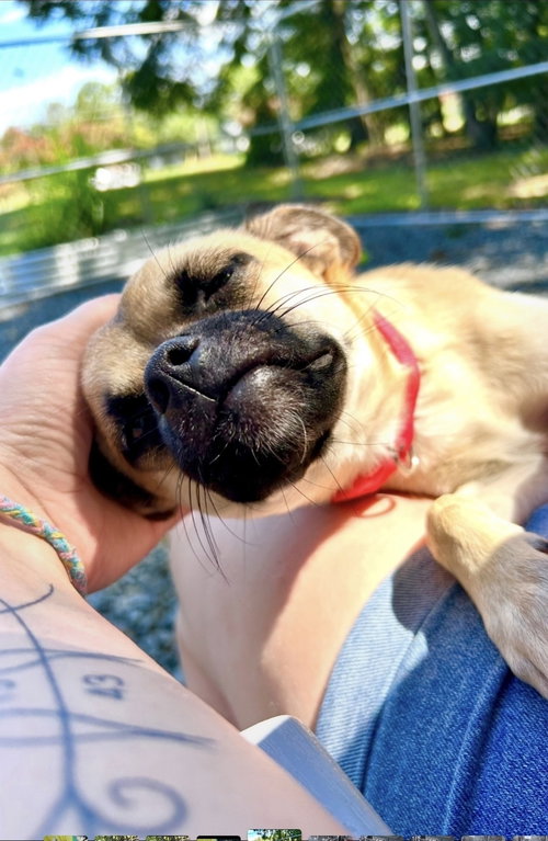 Pugsley