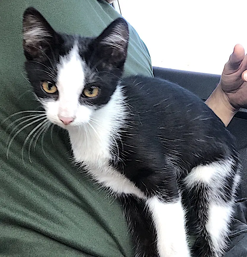Morana - Domestic Short Hair