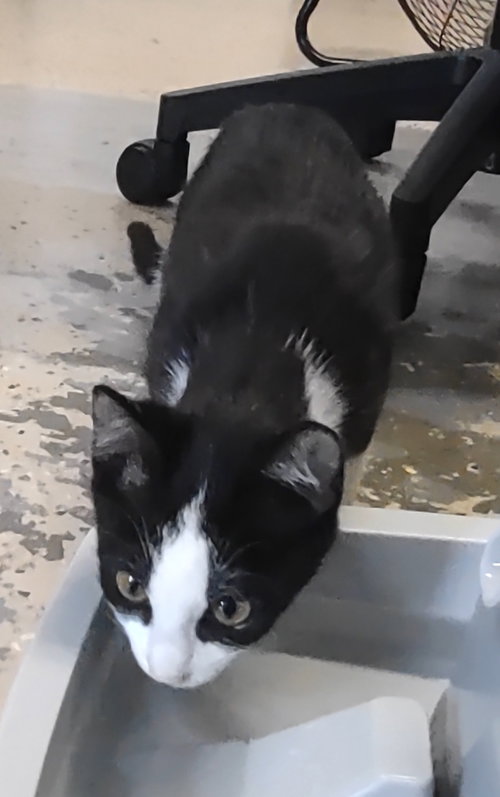 picture of the cat needing adoption