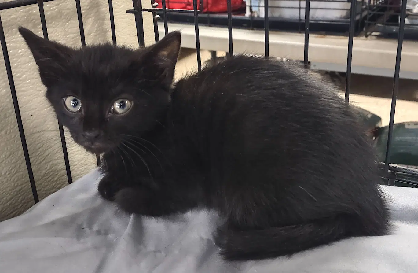 Zephyr - Domestic Short Hair