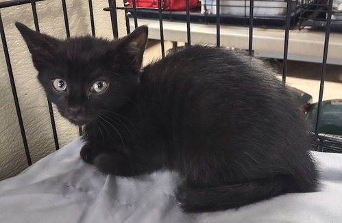 picture of the cat needing adoption