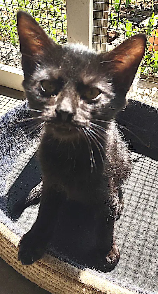 Zephyr - Domestic Short Hair