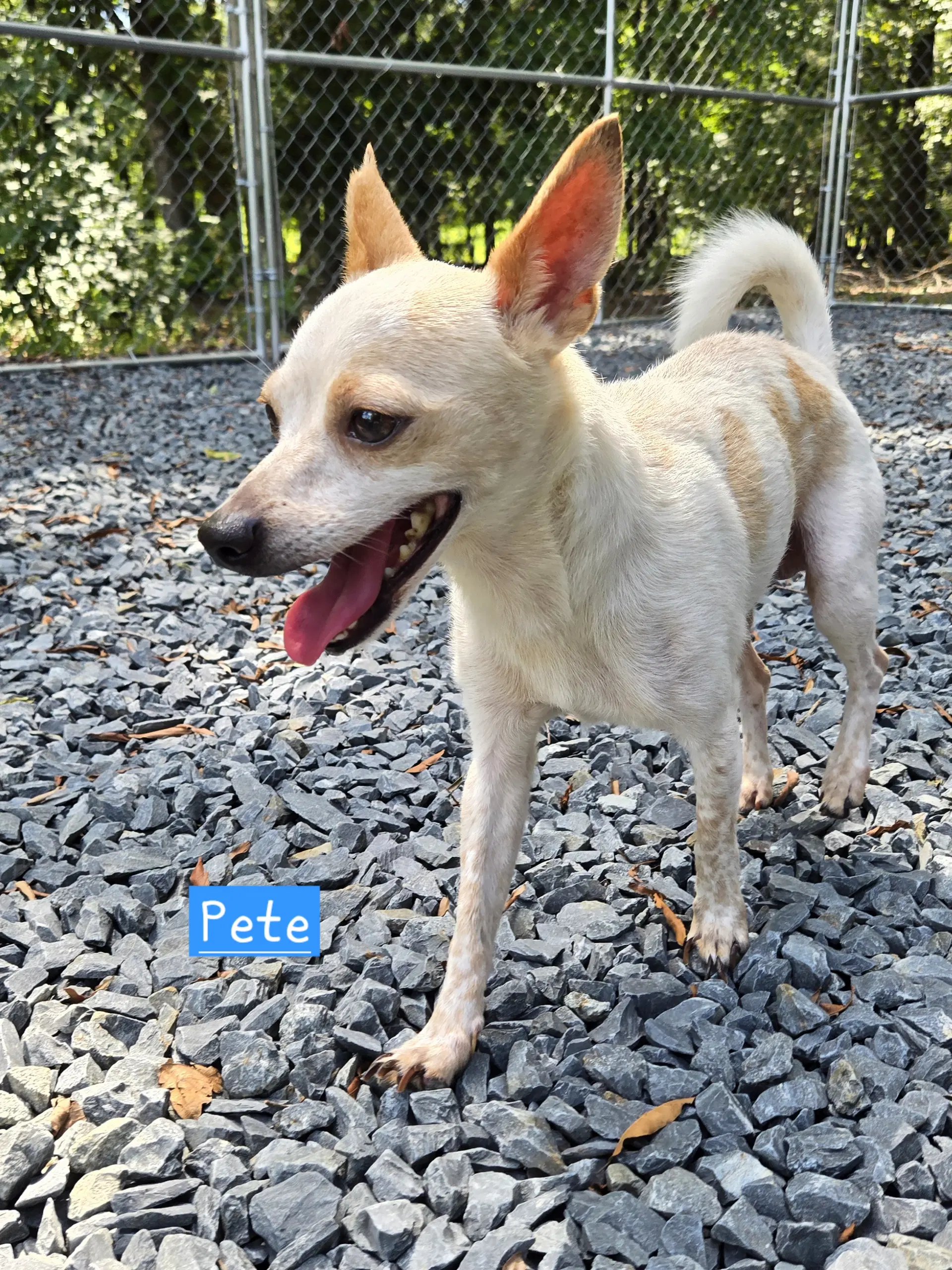 Pete - Chihuahua
