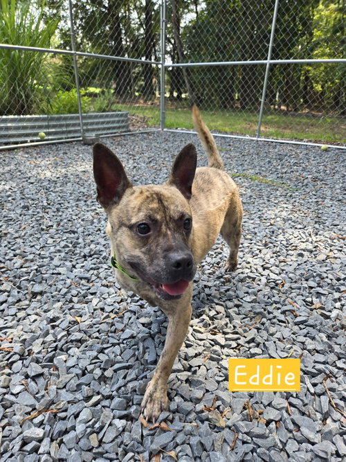 Eddie photo 1