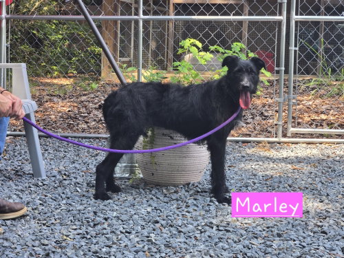 Marley photo 1