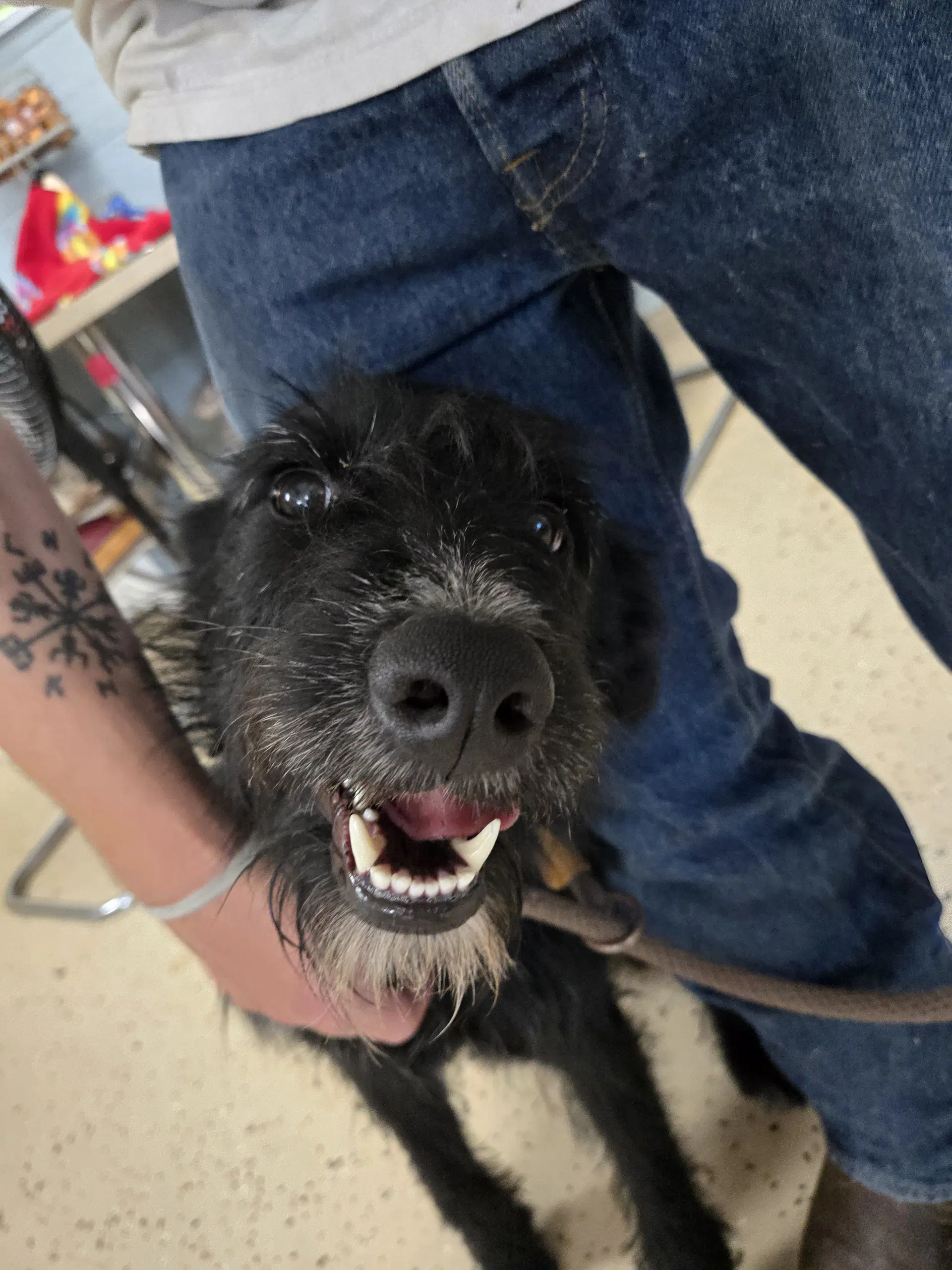 Marley - Schnauzer