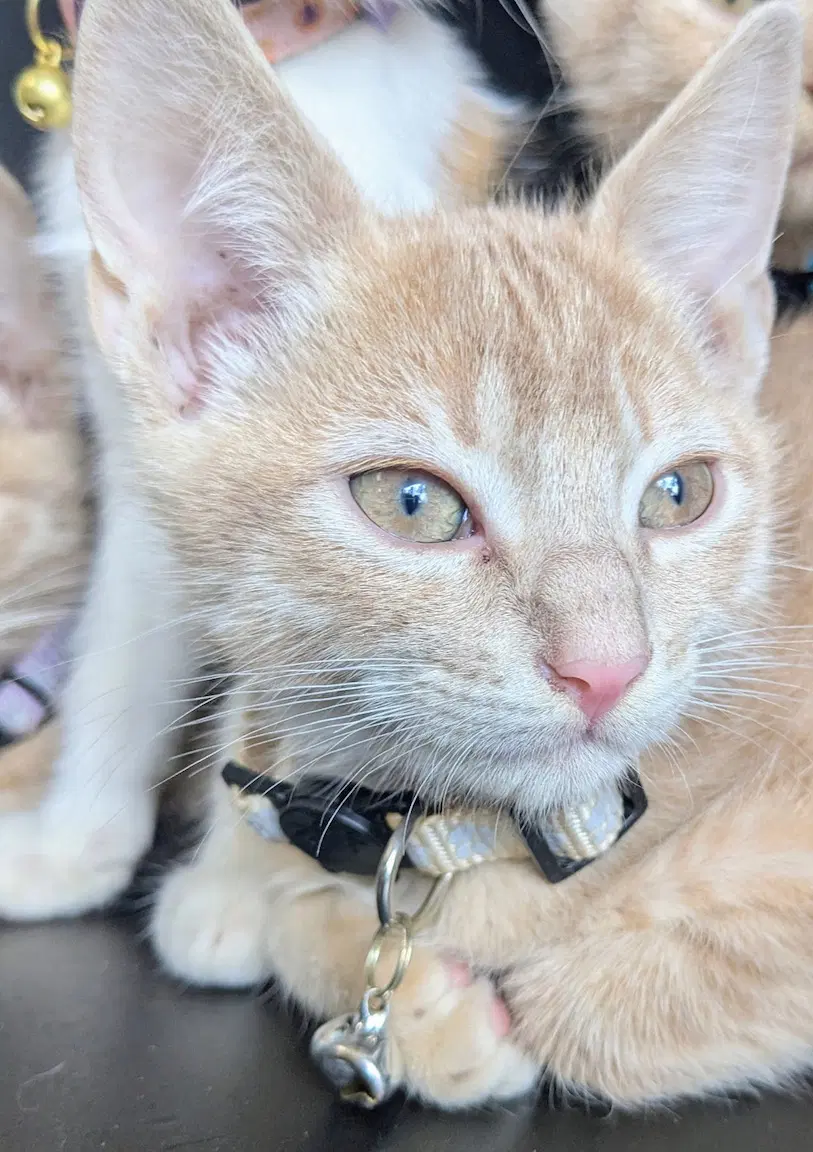 Boq - Domestic Short Hair