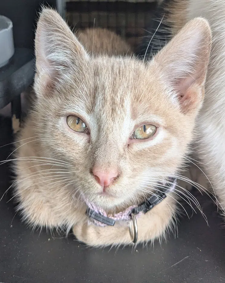Fiyero - Domestic Short Hair