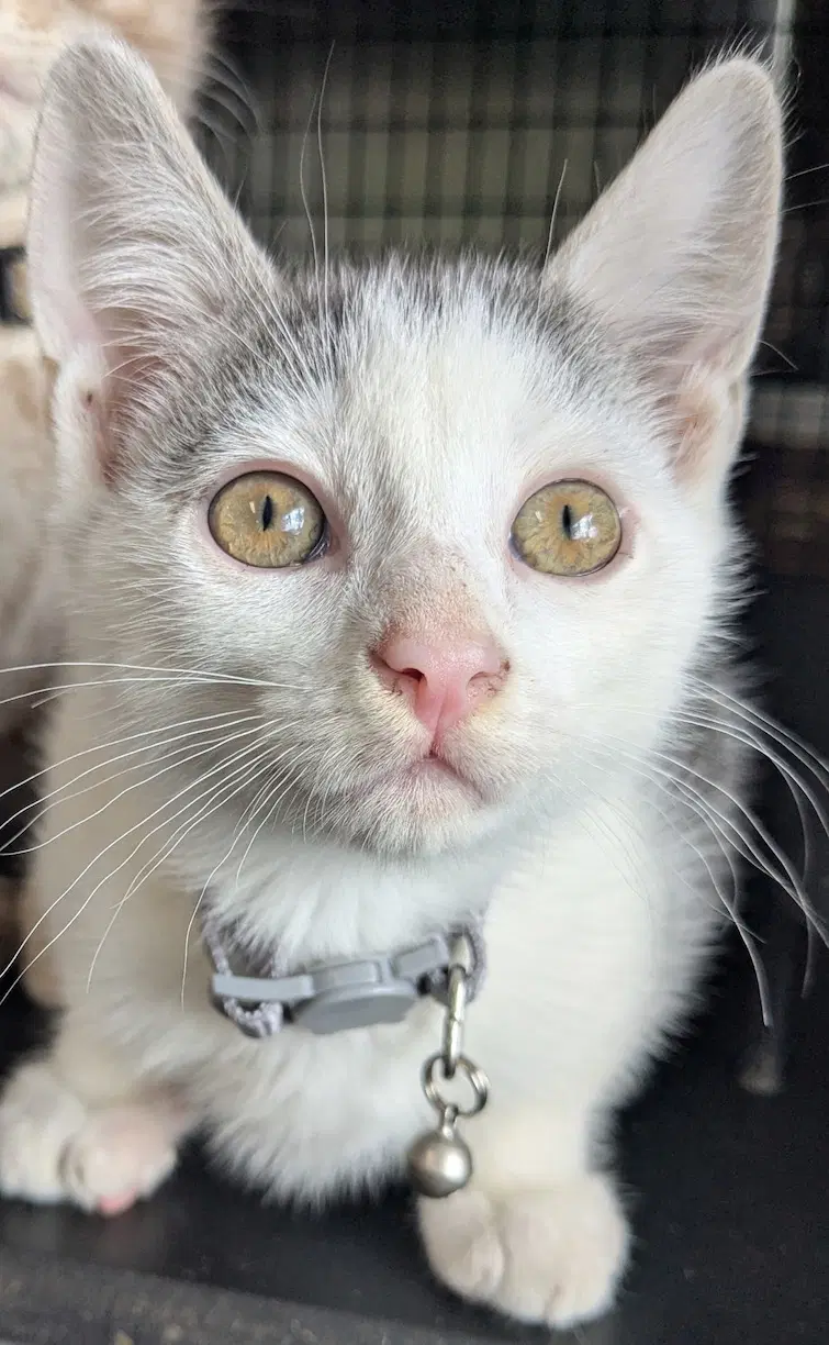 Glinda - Domestic Short Hair
