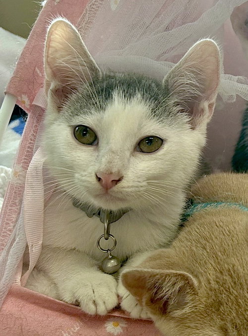 Gendale, a cat for adoption from Stanly County Humane Society, Inc