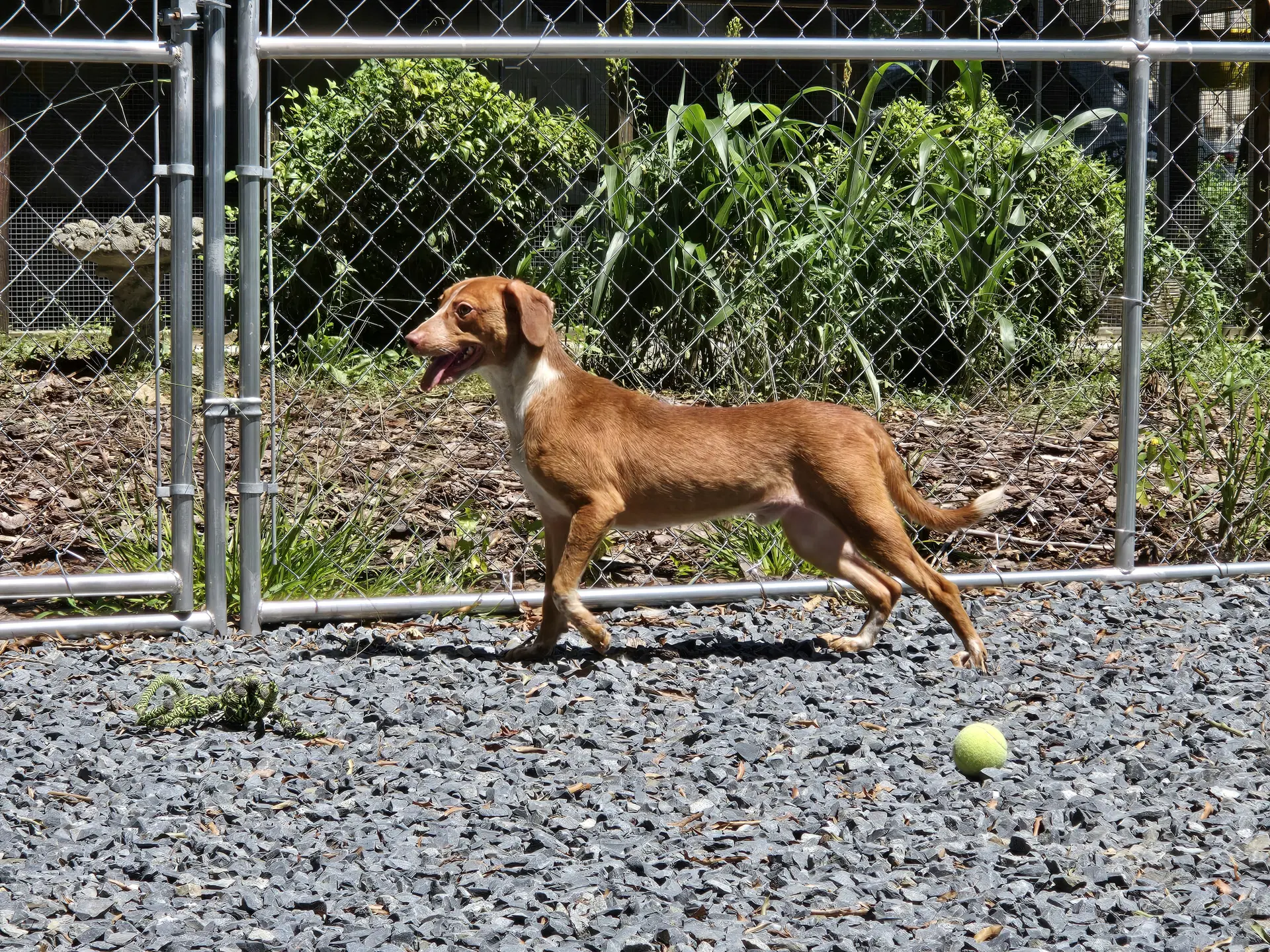 Merle image 3