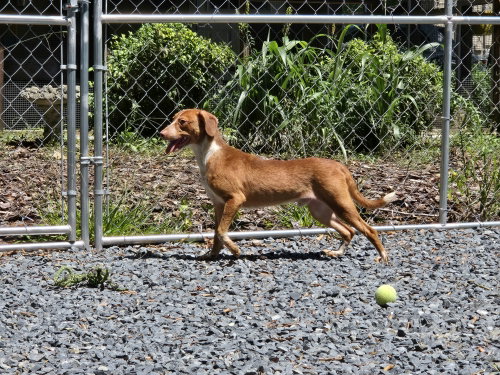 Merle photo 2