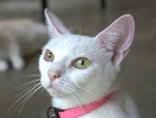 Crystal, a cat for adoption from Stanly County Humane Society, Inc
