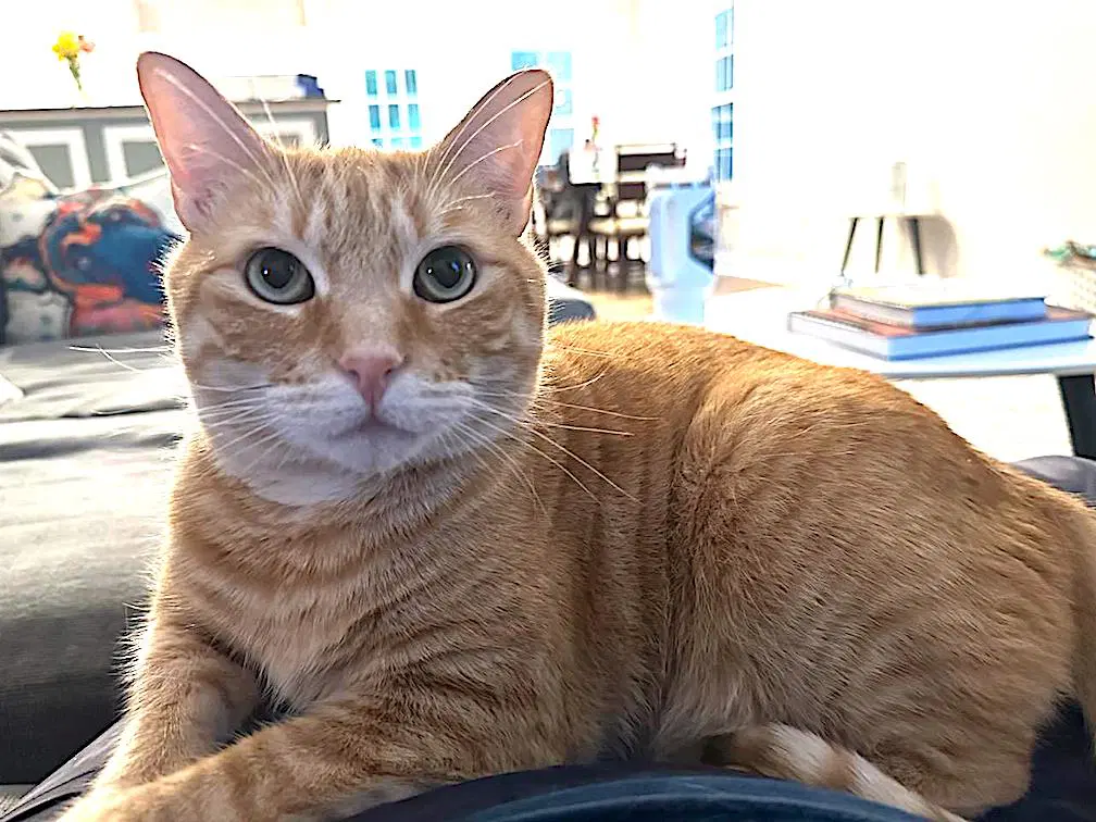 Louie - Domestic Short Hair