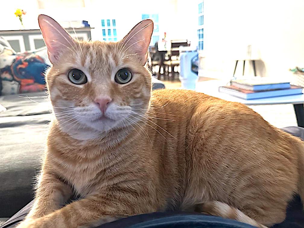 Louie