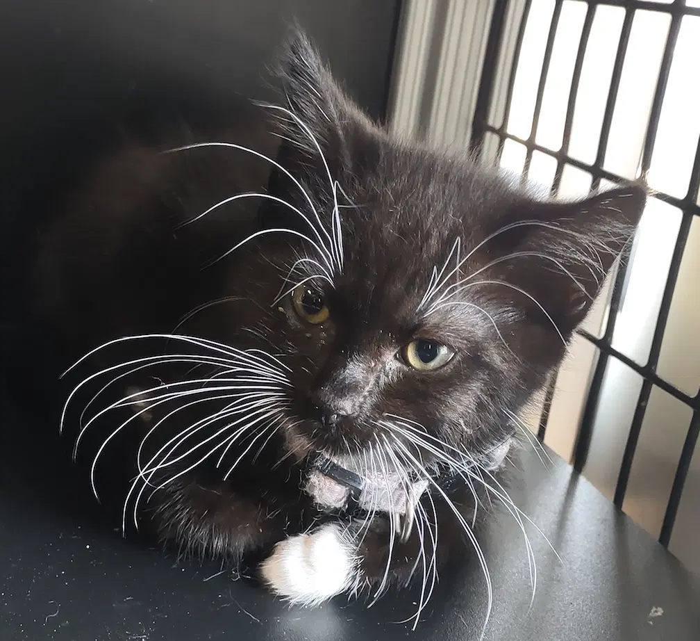 Dumbledore - Domestic Short Hair