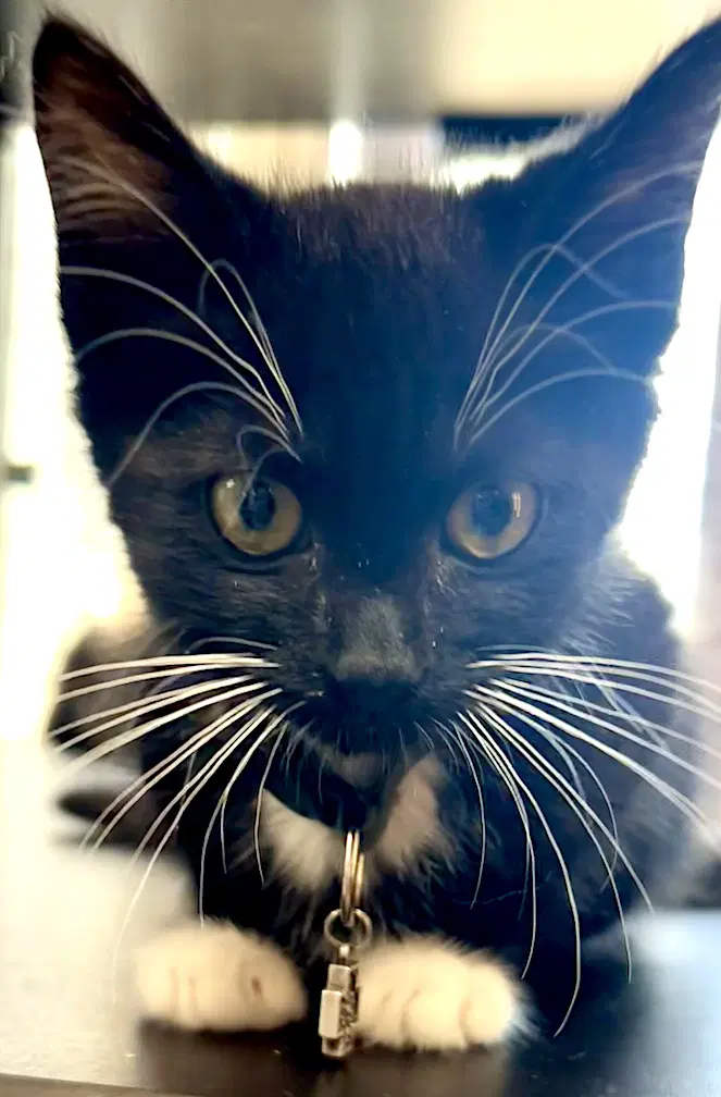 Dumbledore - Domestic Short Hair