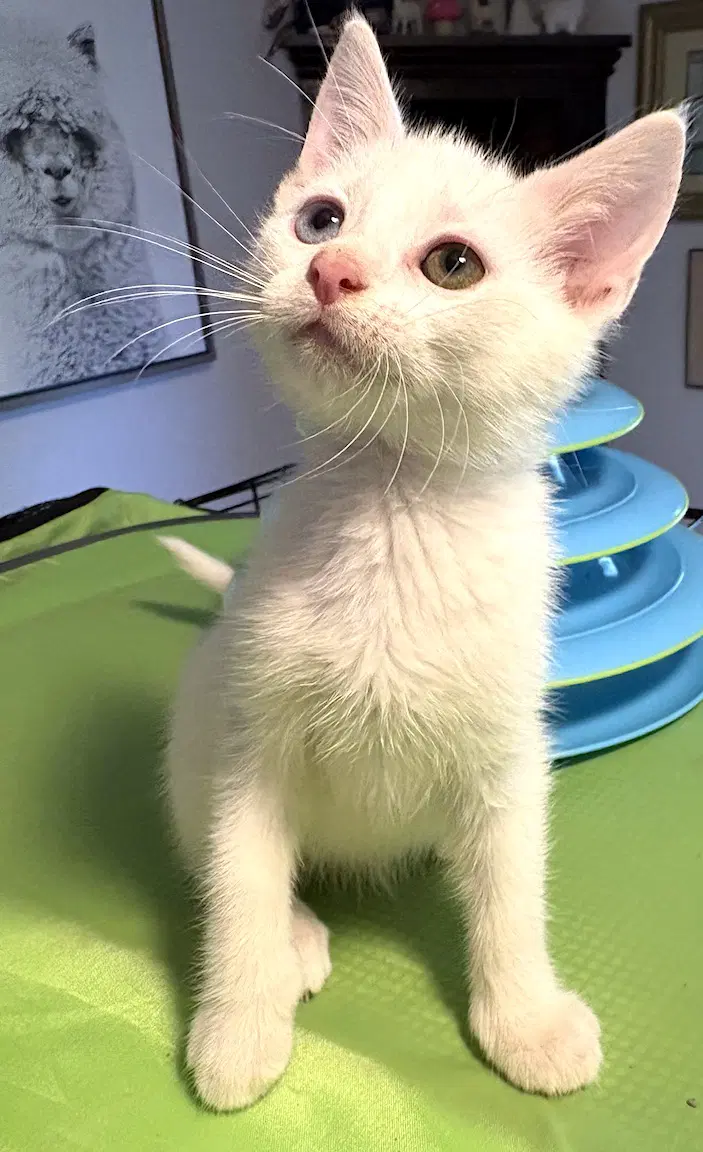 Augustus - Domestic Short Hair