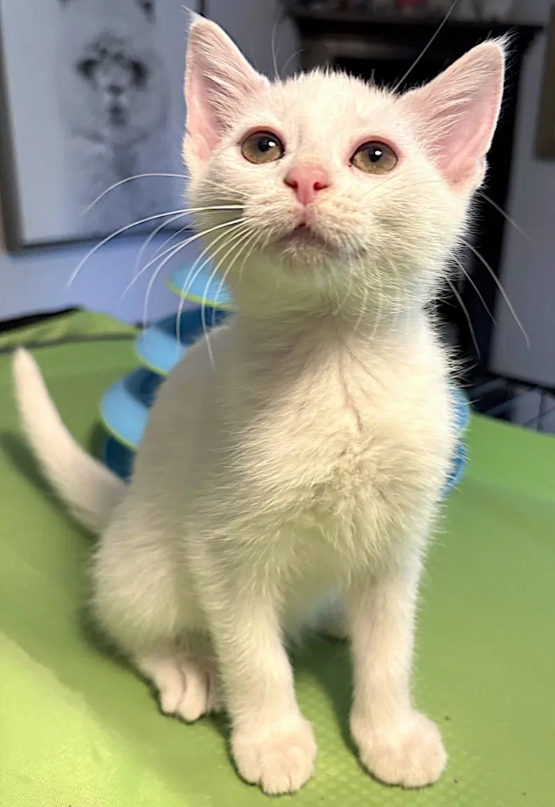 Jules - Domestic Short Hair