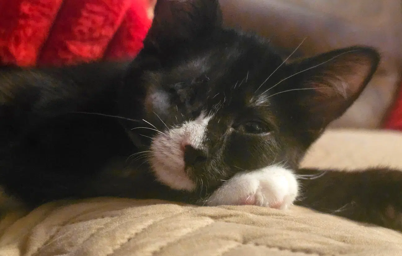 Zahli - Domestic Short Hair