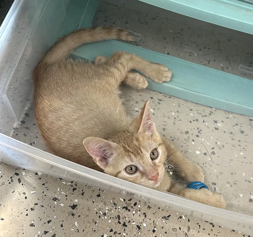 Apollo - Domestic Short Hair