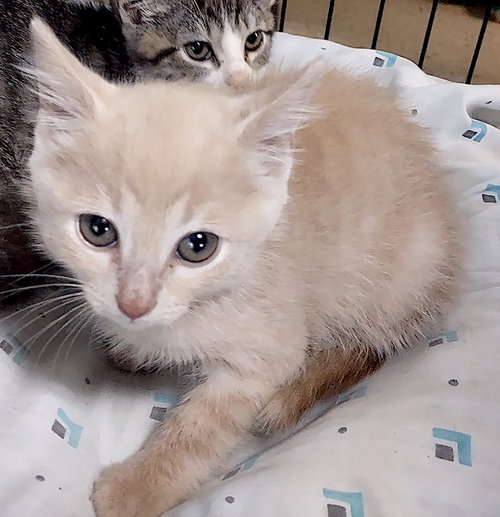 Aspen, a cat for adoption from Stanly County Humane Society, Inc
