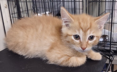 Phoenix, a cat for adoption from Stanly County Humane Society, Inc