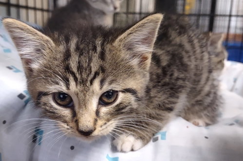 River, a cat for adoption from Stanly County Humane Society, Inc