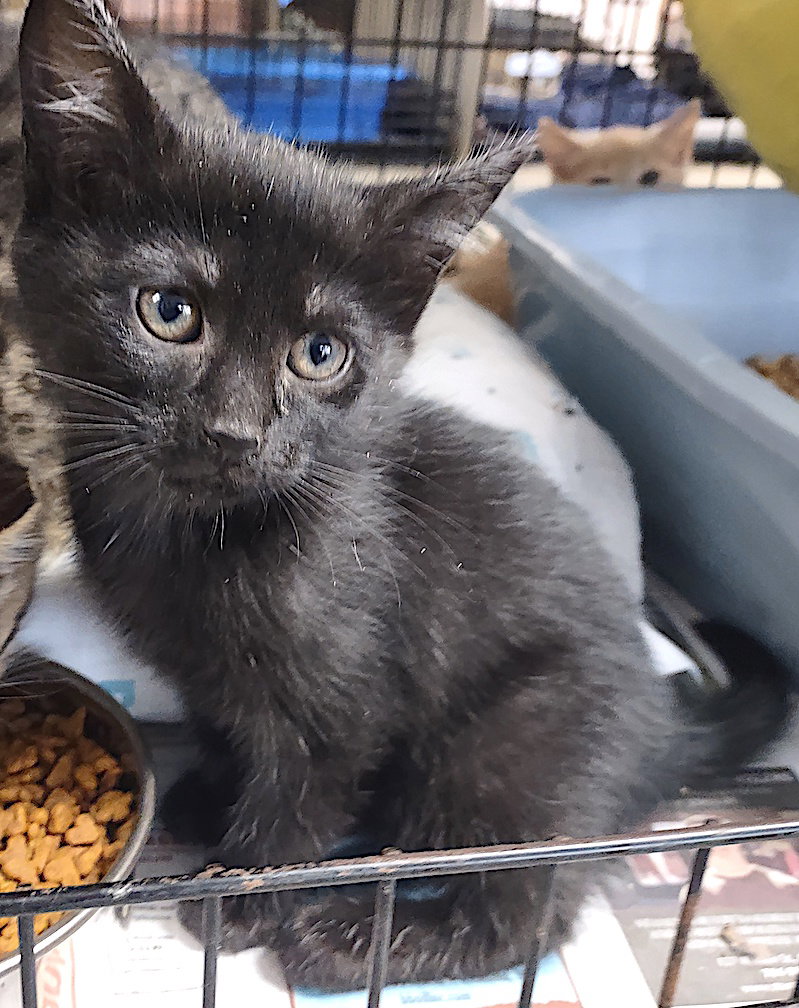Sage, Domestic Short Hair