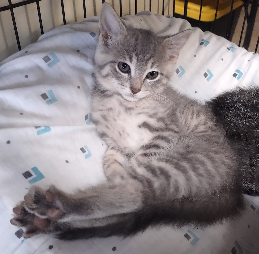 Wren, Domestic Short Hair