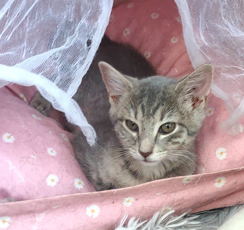 Wren, a female kitten up for adoption