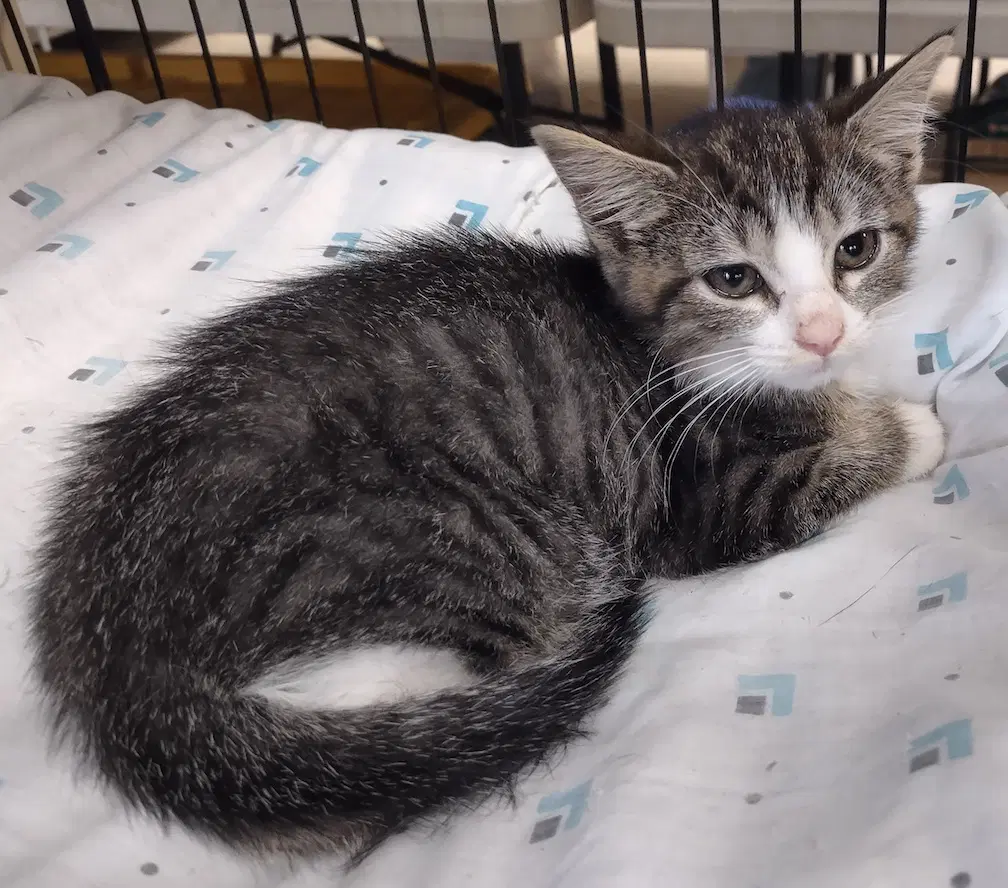 Hedgewig - Domestic Short Hair