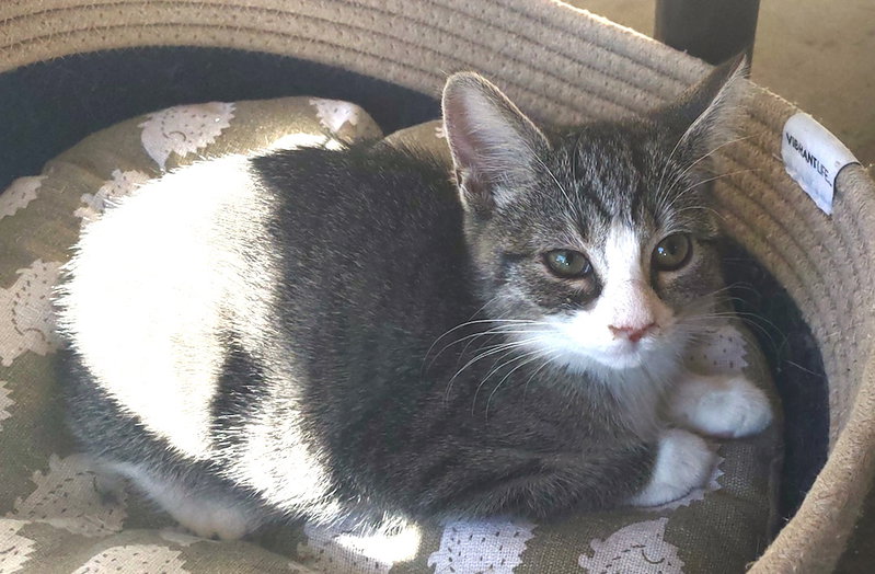Hedgewig, a male kitten up for adoption