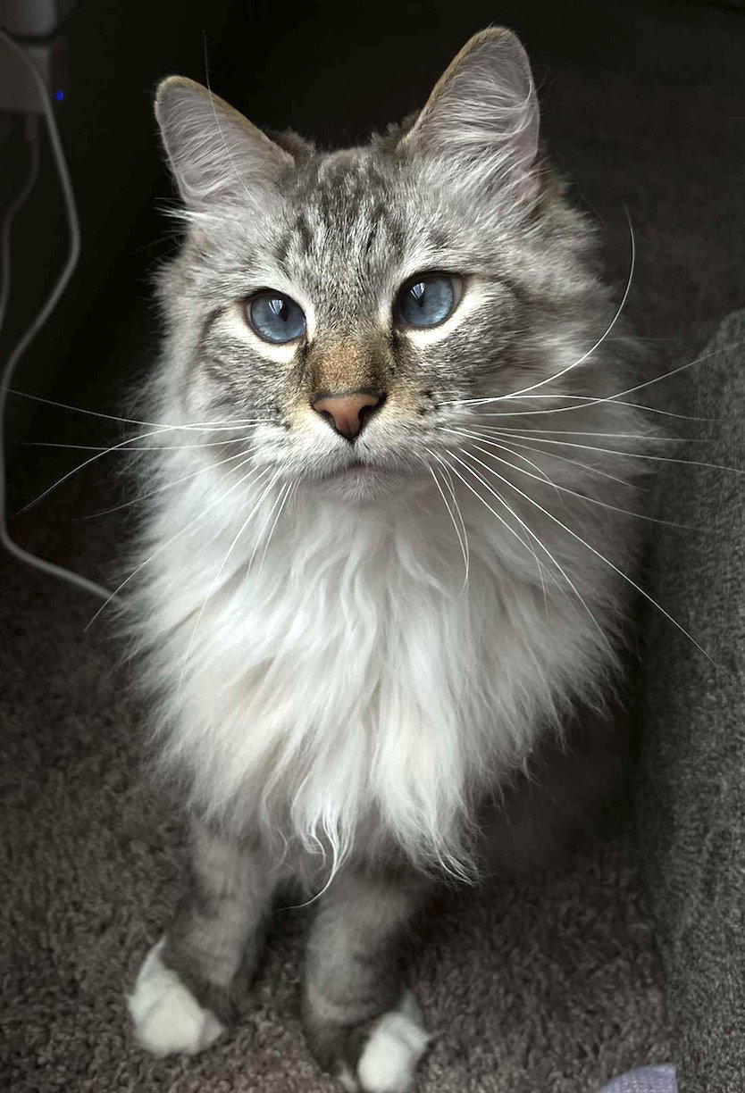 Beemo, Siamese