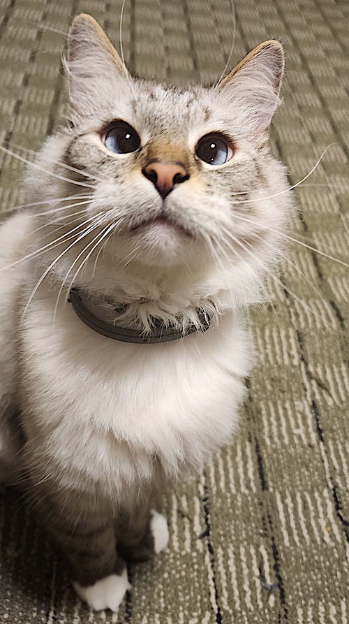 Photo 2 of Beemo