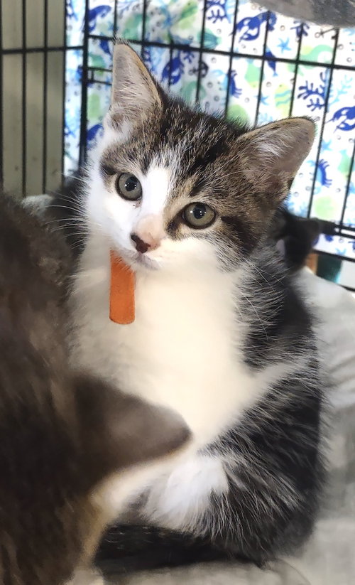 Dane, a male kitten up for adoption