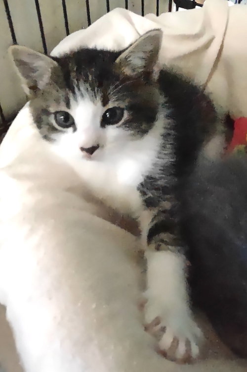 Rhiannon, a cat for adoption from Stanly County Humane Society, Inc
