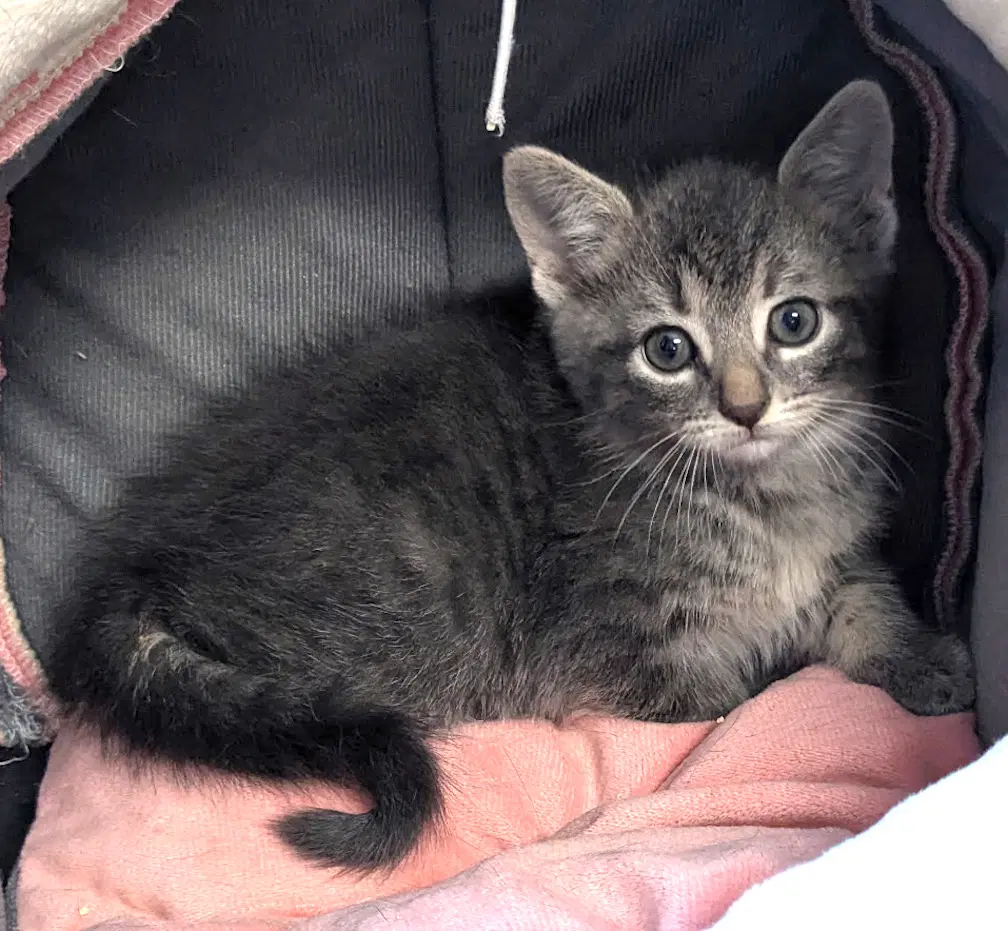 Riddock - Domestic Medium Hair