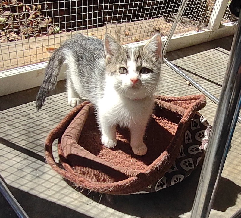 Violet, a female kitten up for adoption