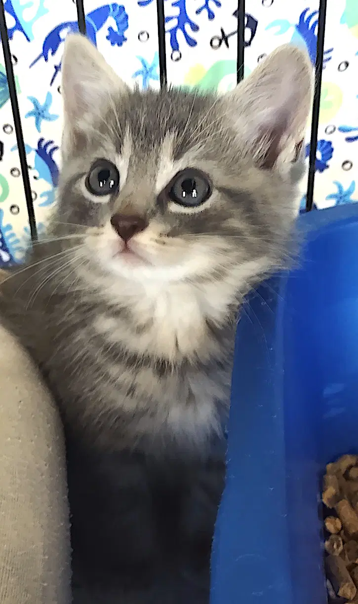 Xaden - Domestic Medium Hair